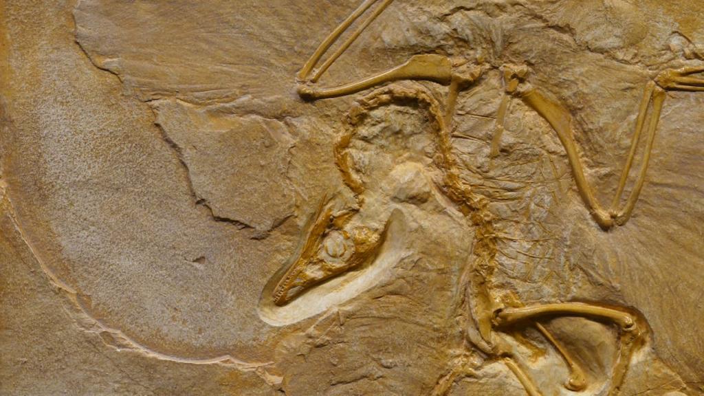 Evidence Against Evolution - Archaeopteryx